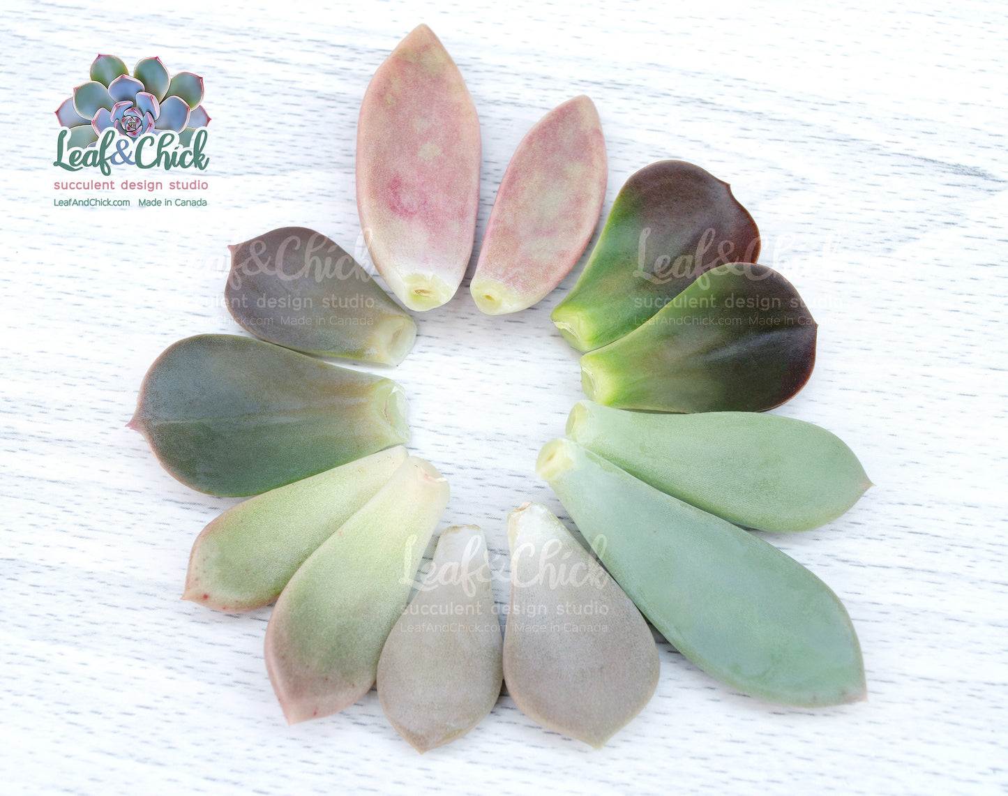 Premium leaves by Leaf & Chick to expand your succulent collection.