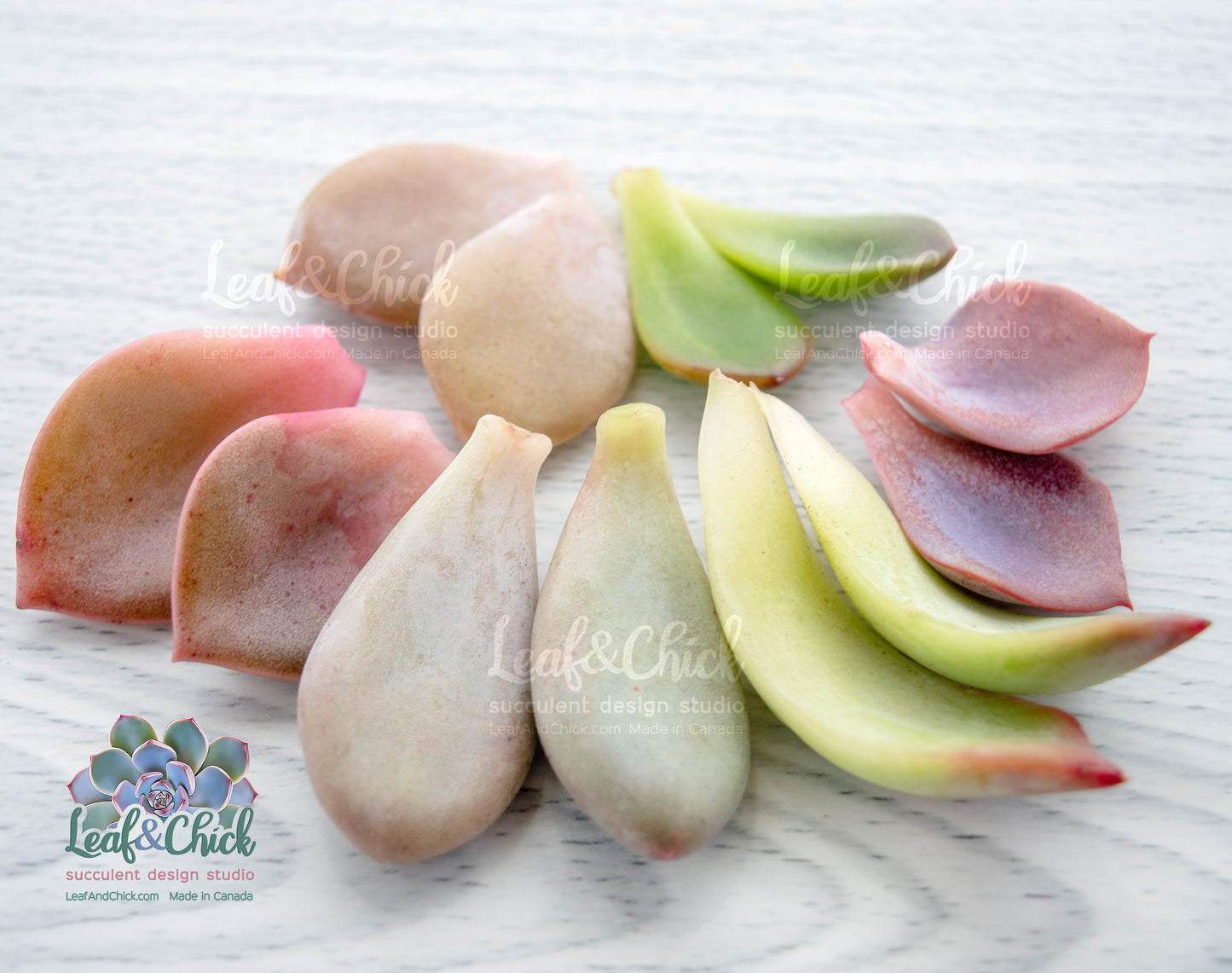 12 premium leaves by Leaf & Chick.