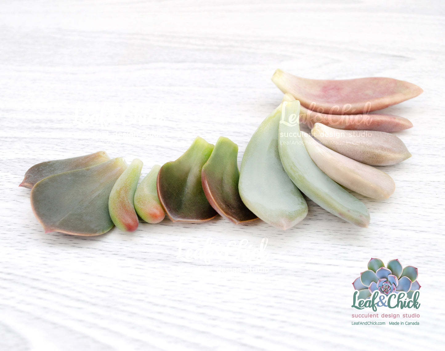Leaves include imported varieties.