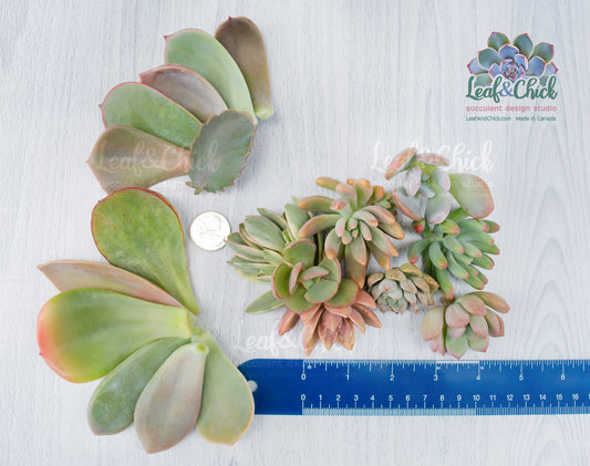 The Succulent Lovers Combo