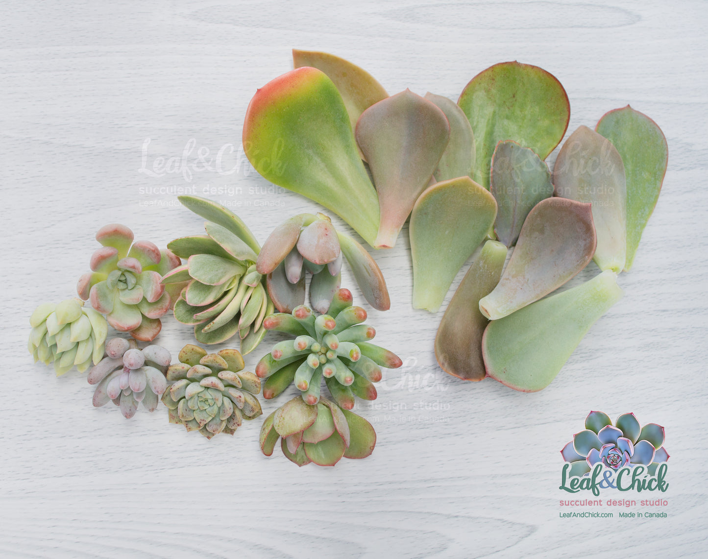 The Succulent Lovers Combo