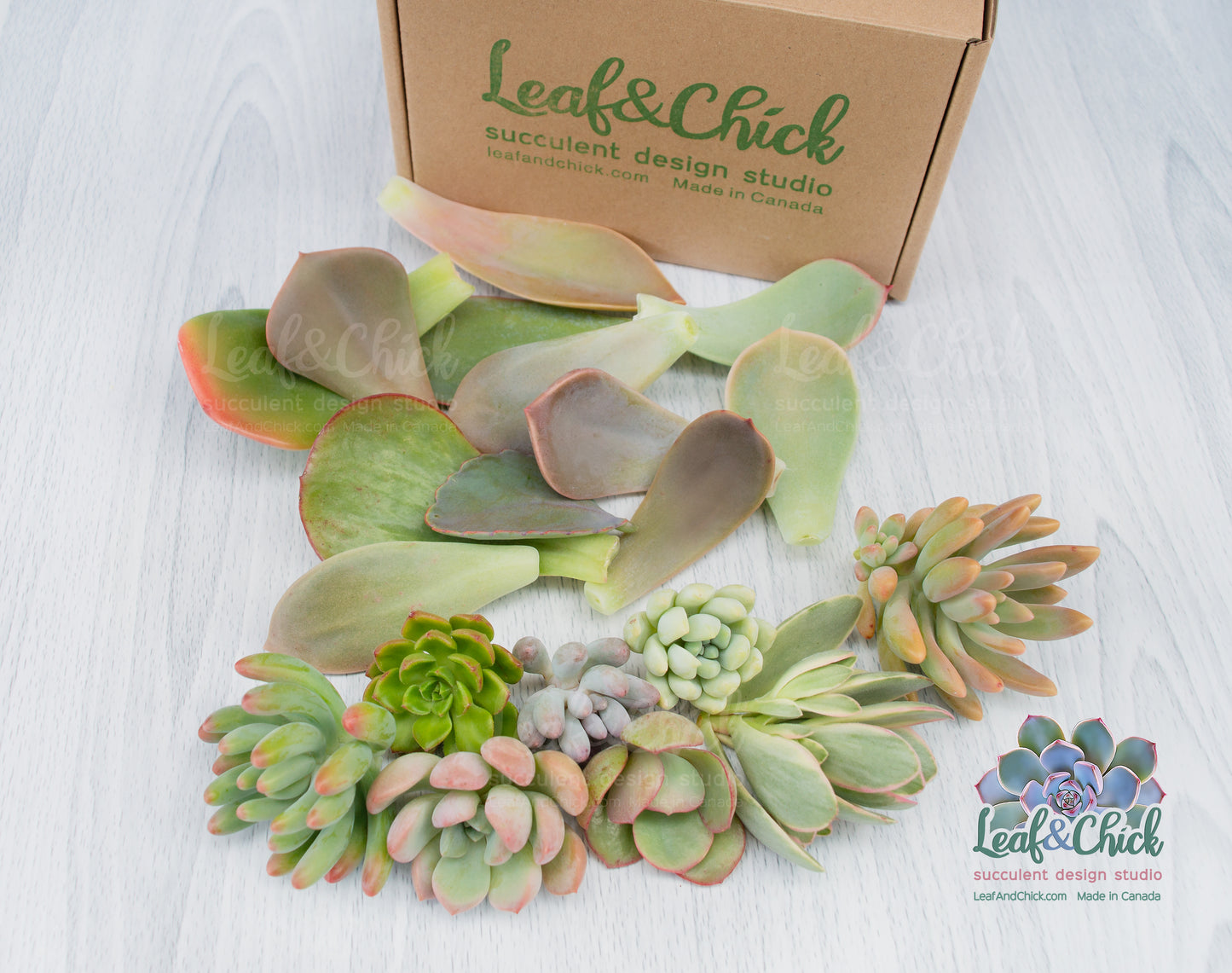 The Succulent Lovers Combo
