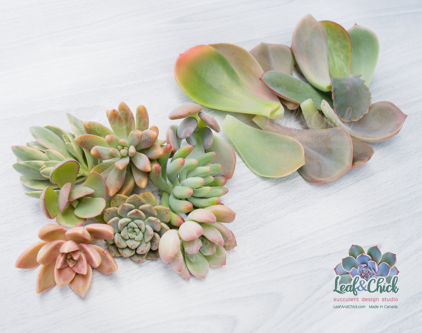 The Succulent Lovers Combo