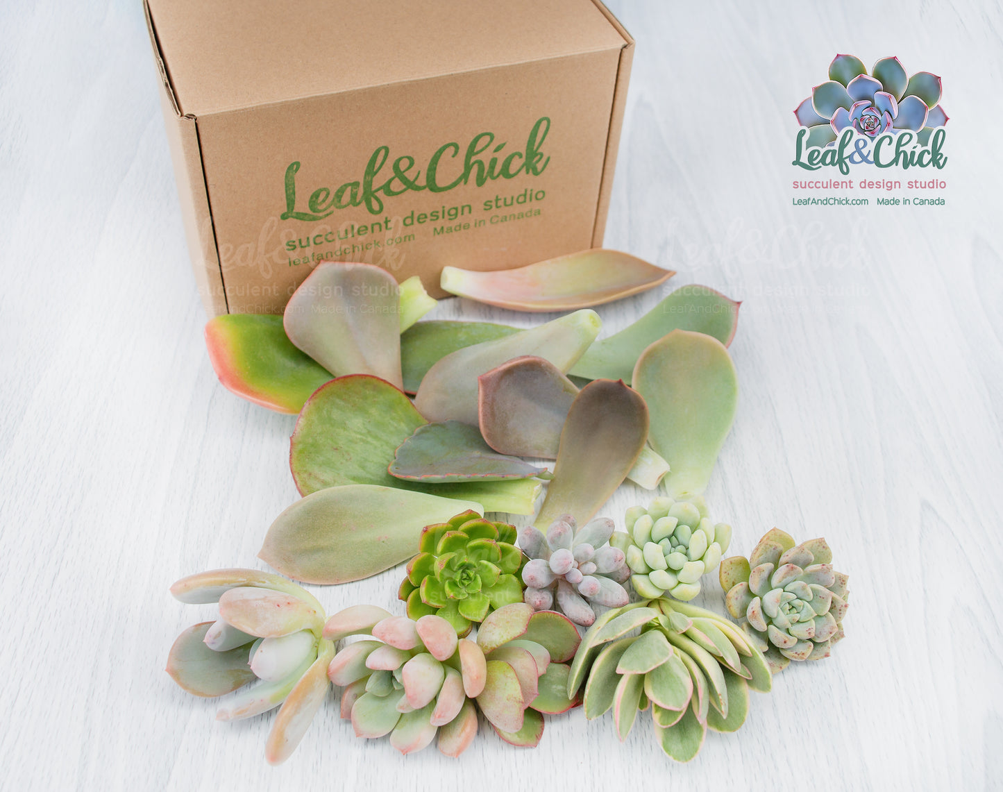 The Succulent Lovers Combo
