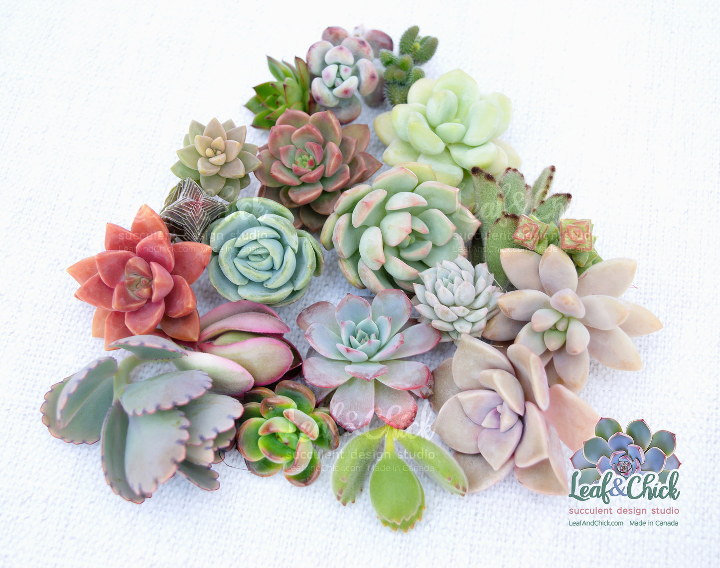 18+ Succulent Cuttings