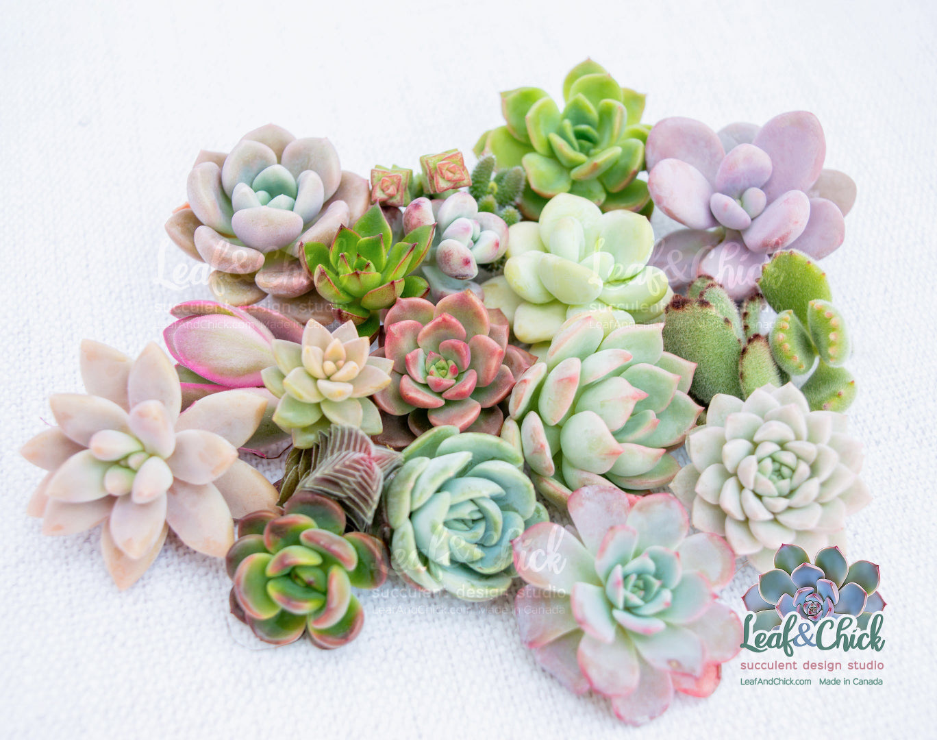 canada succulents online 18+ Succulent Cuttings