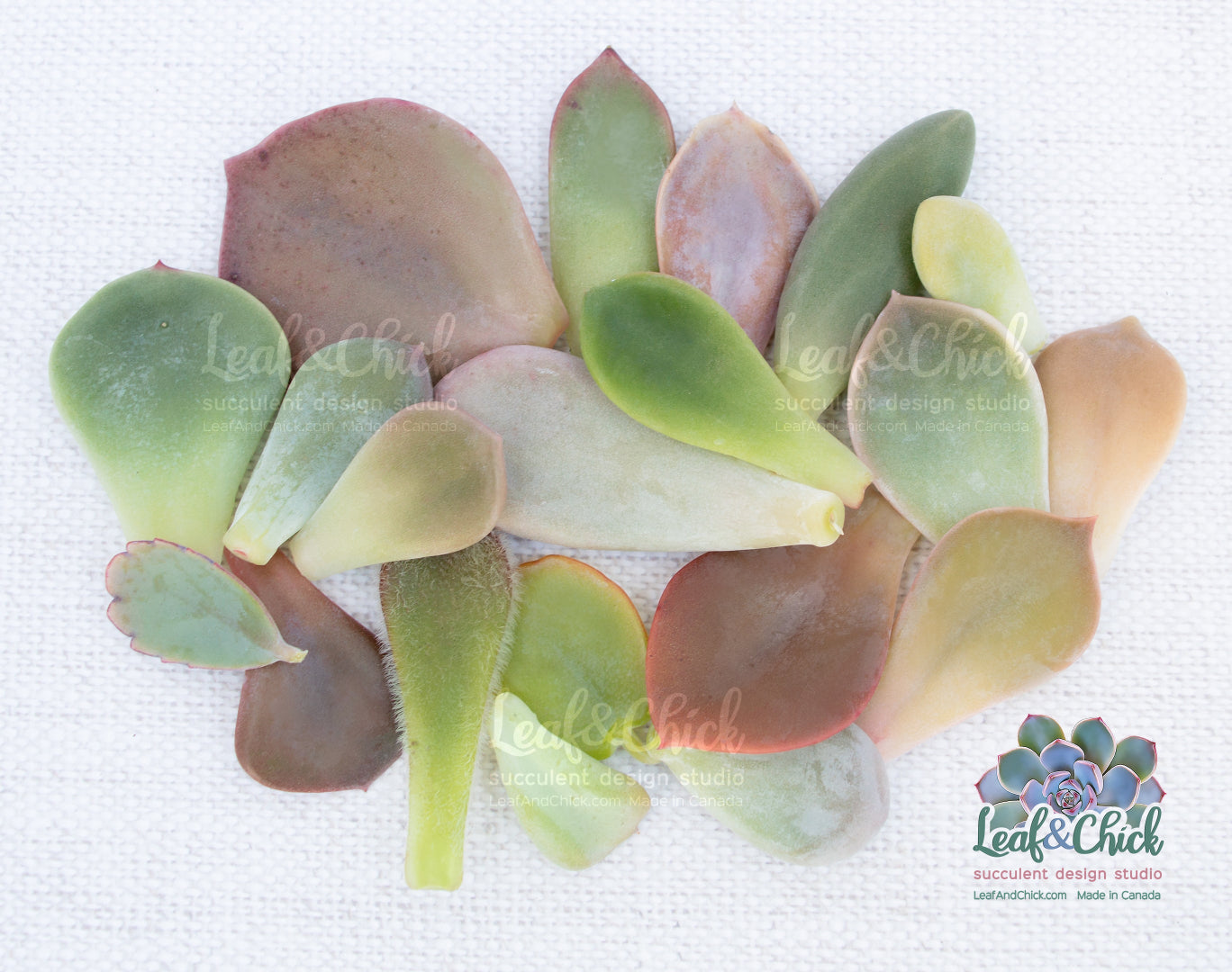 20 different succulent leaves from leaf and chick