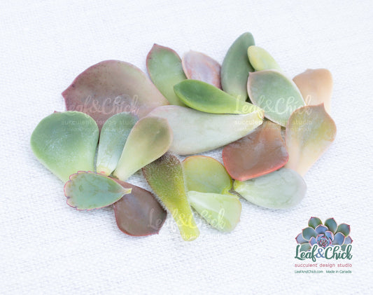 colourful succulent leaves to grow your own from Leaf & Chick