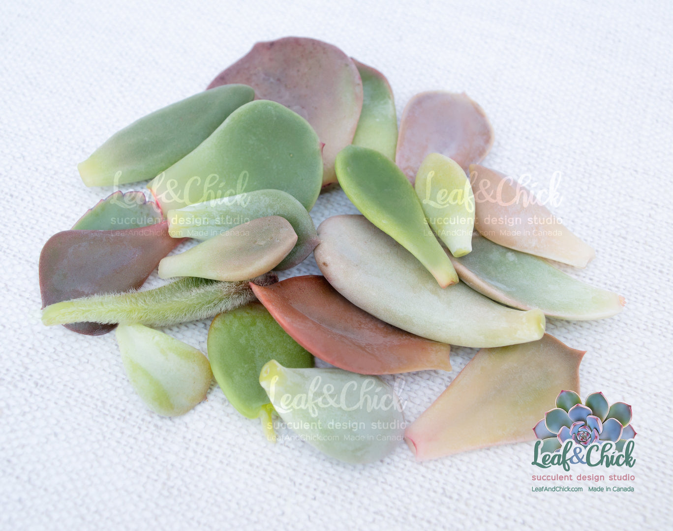 Leaf & Chick succulent leaves