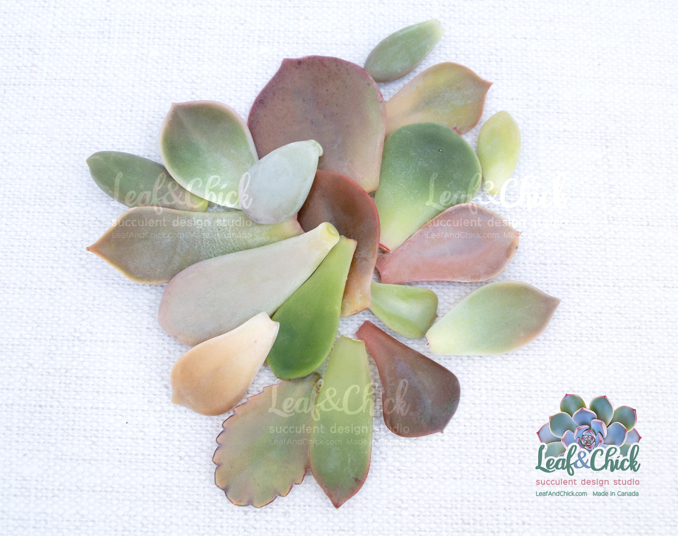 20 different succulent leaves