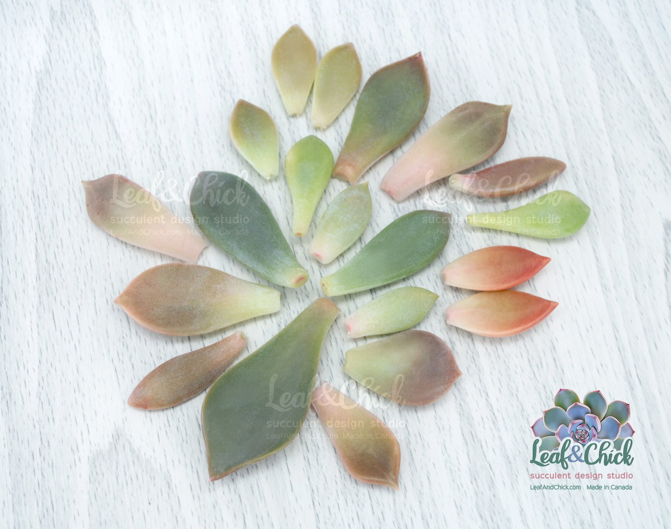 a variety of many types of succulents to grow your collection