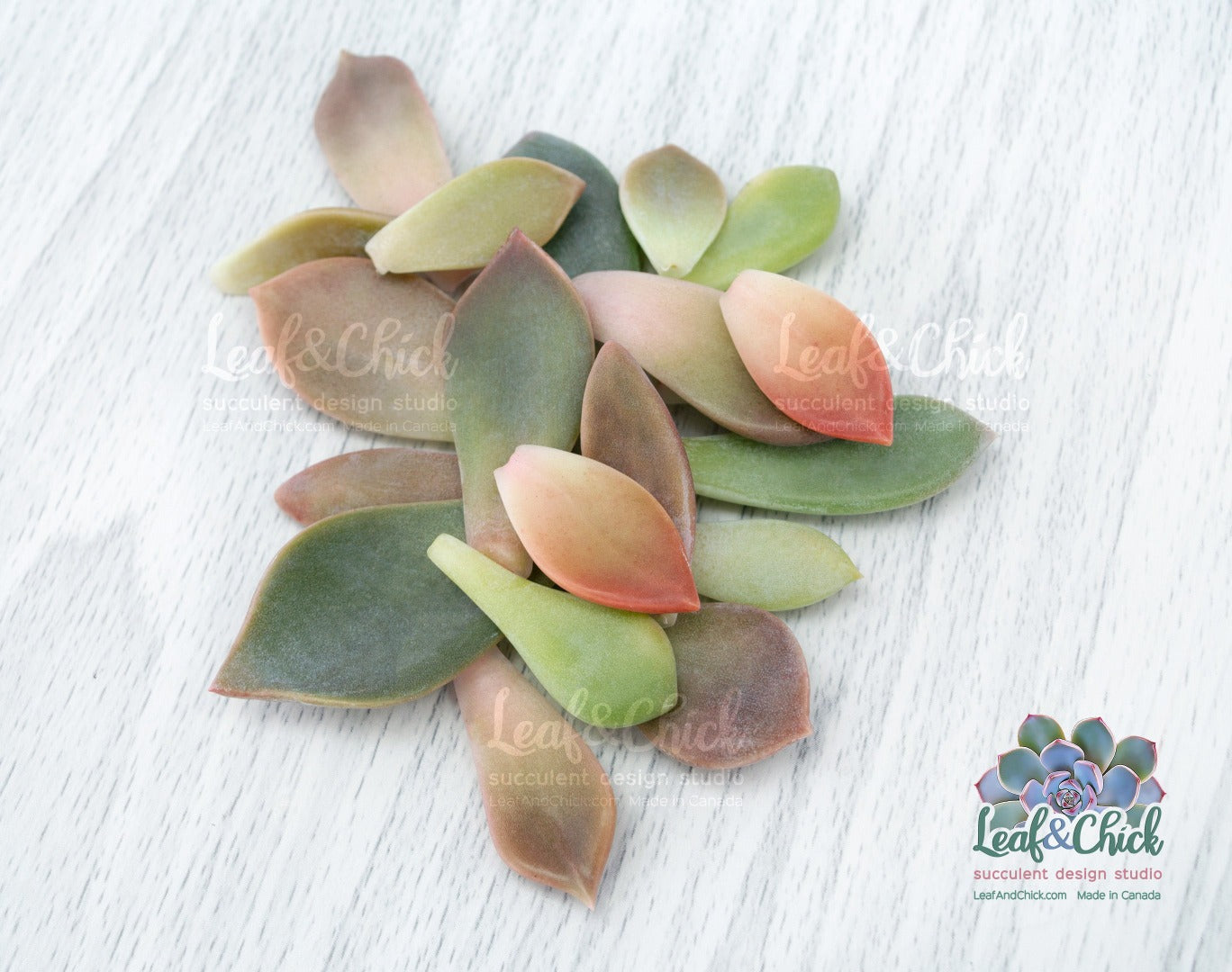 a variety of 20 colourful succulent leaves