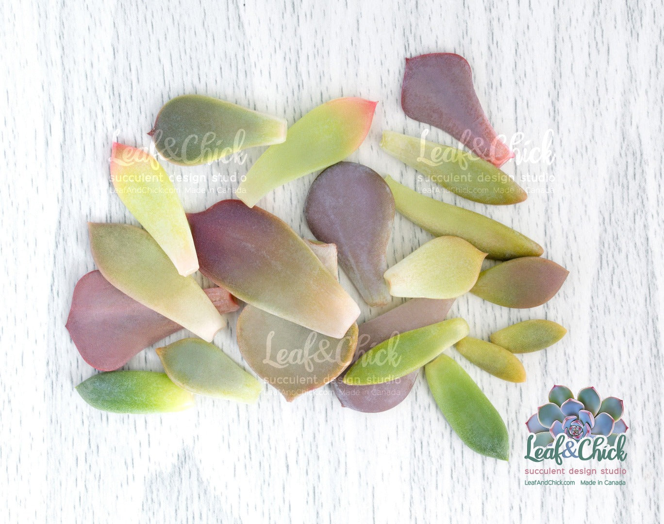 leaves to grow your own succulents