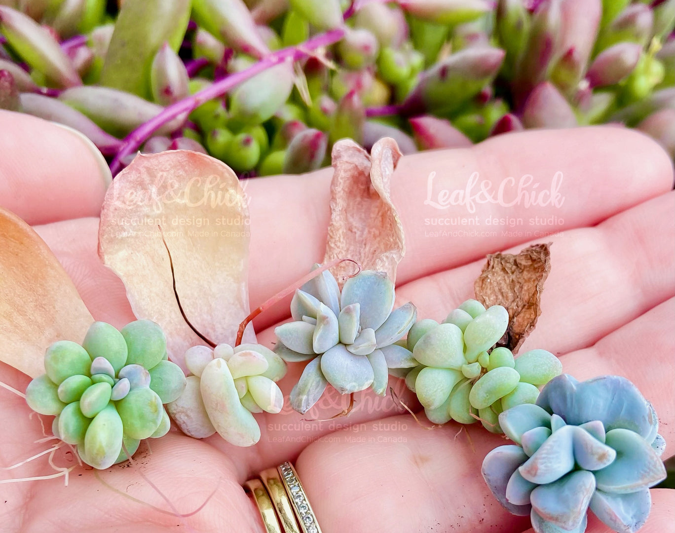 examples of leaves grown by Leaf & Chick