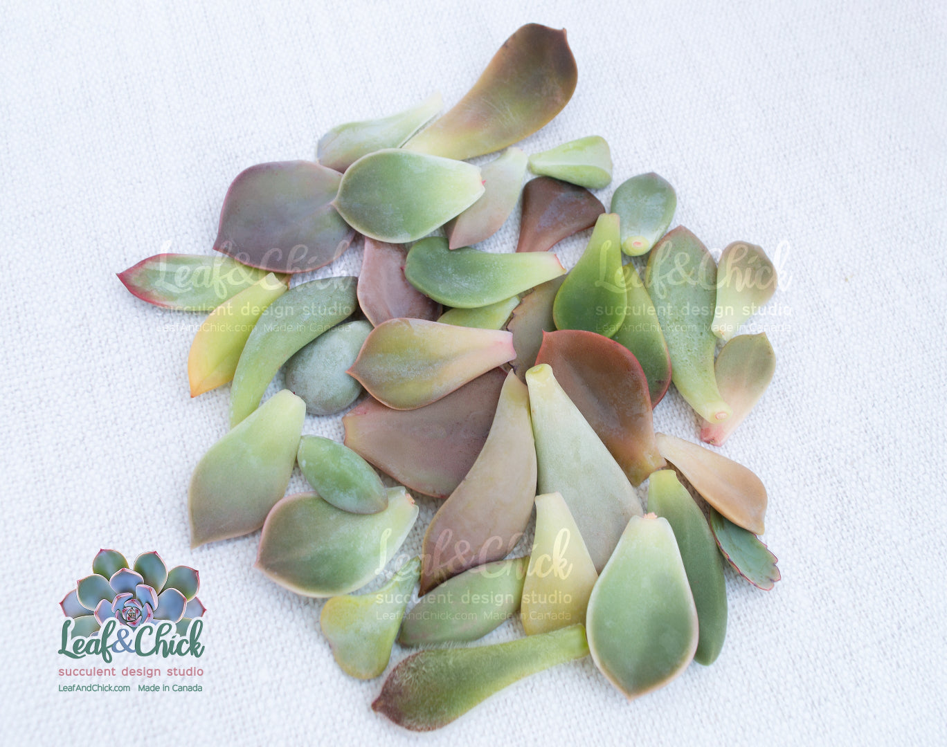 35 BULK Succulent Leaves | Grow Your Own