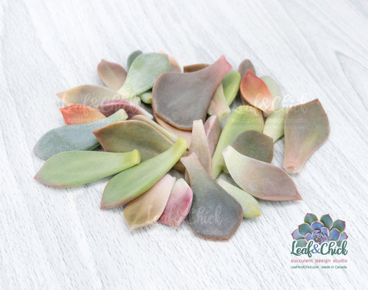 bulk succulent leaves by Leaf & Chick