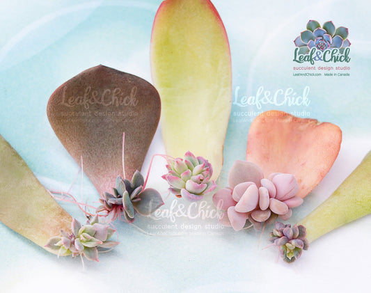example of premium succulent leaves from Leaf & Chick