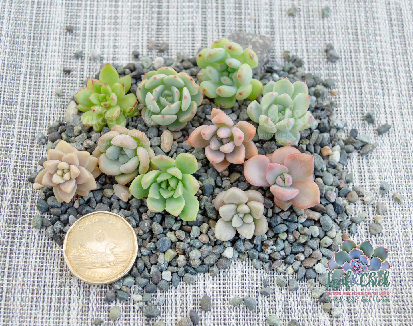 Small succulents on a bed of pebbles with a coin for scale.