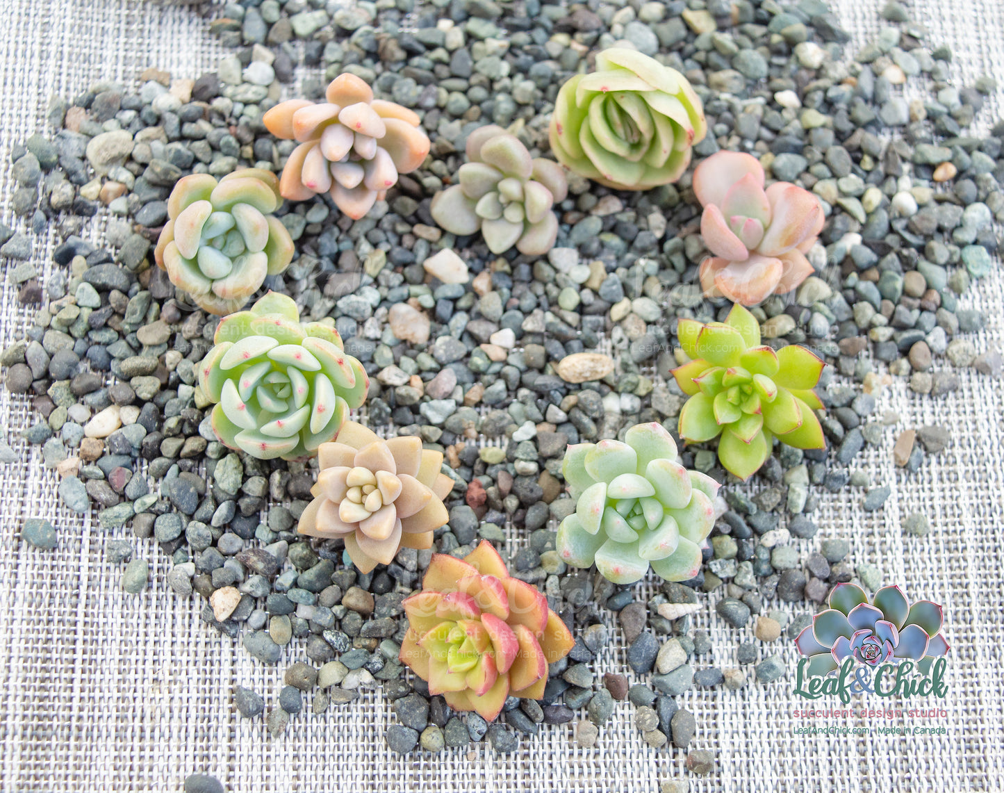 Small succulent plants on a textured surface with 'Leaf Chick' branding.