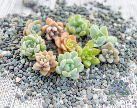 Small succulents on a bed of small stones. Colourful clippings