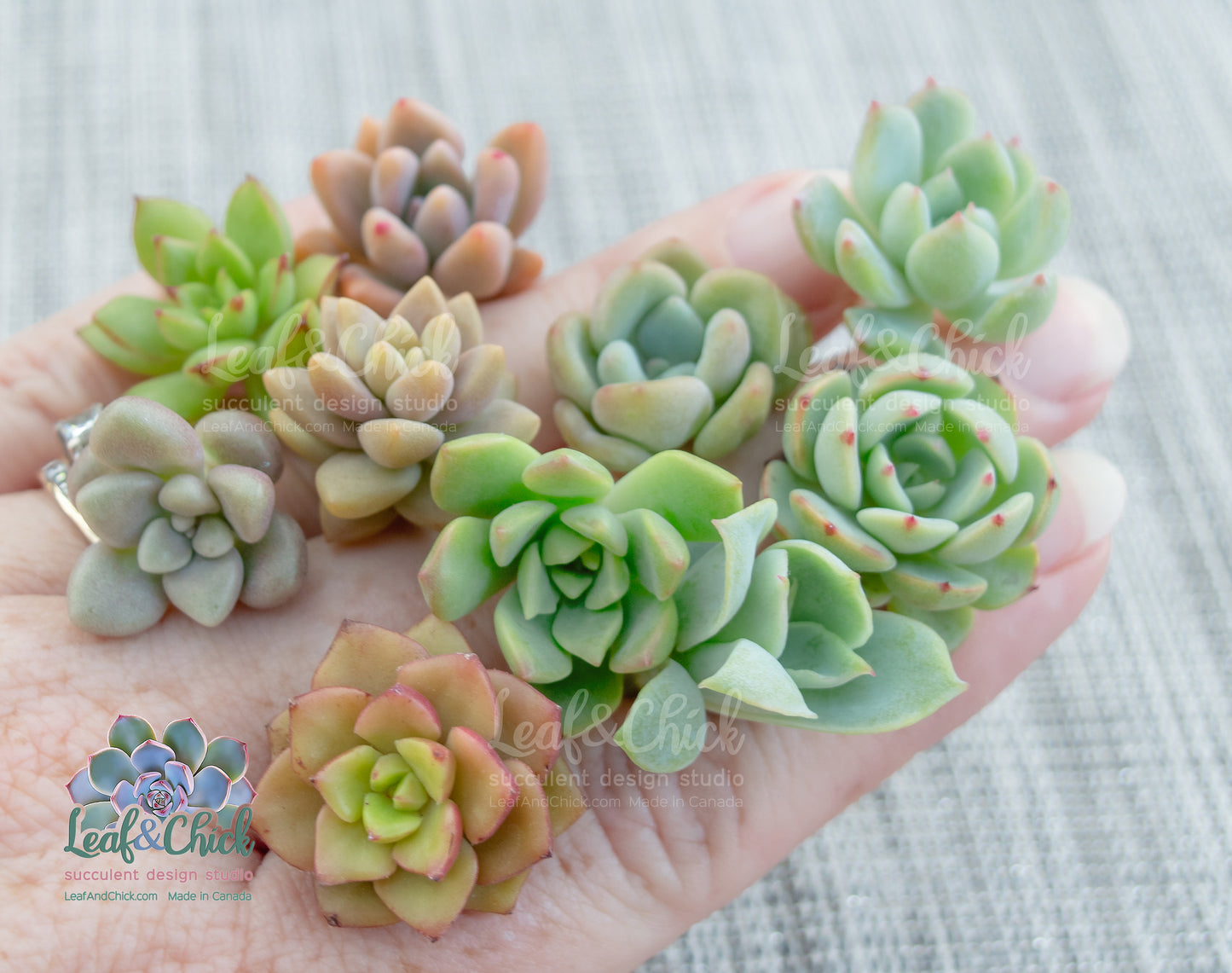 Hand holding a variety of small succulents from Leaf & Chick.