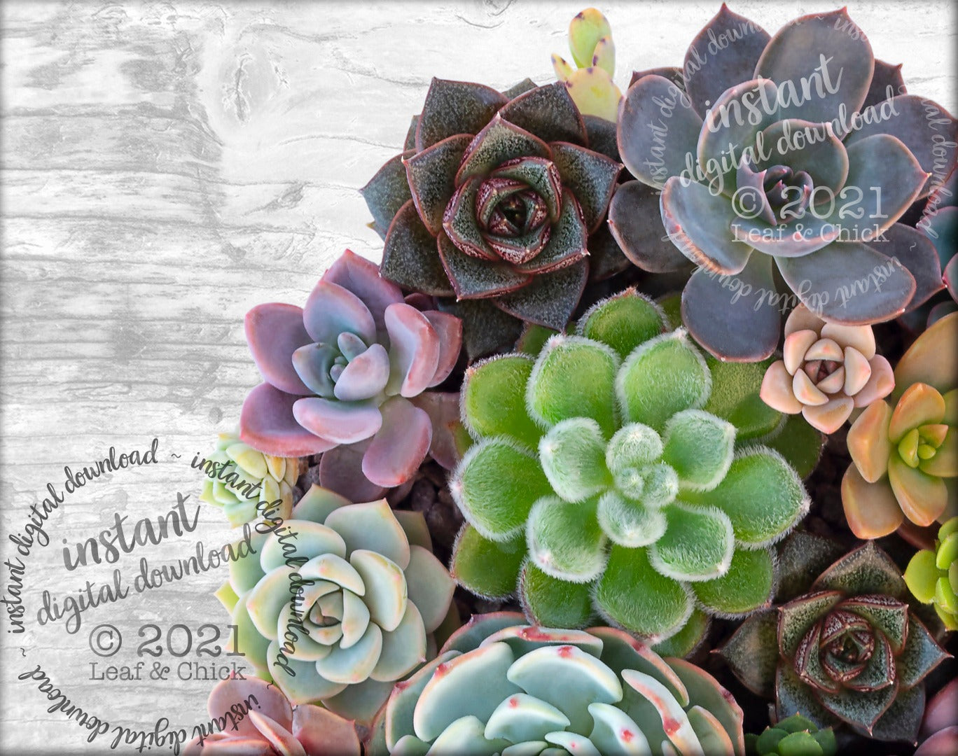 close up of succulent art