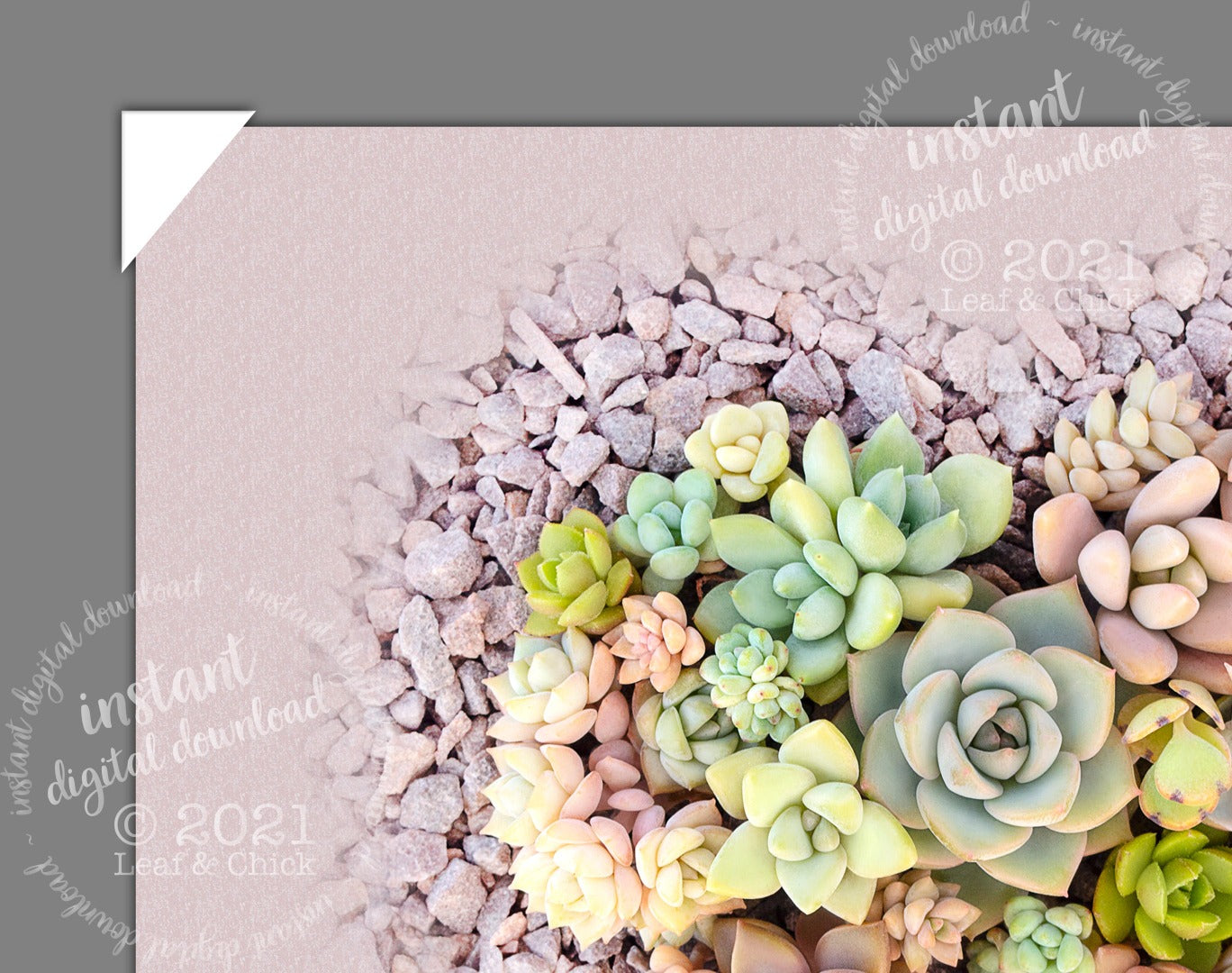 close up of succulent wall art