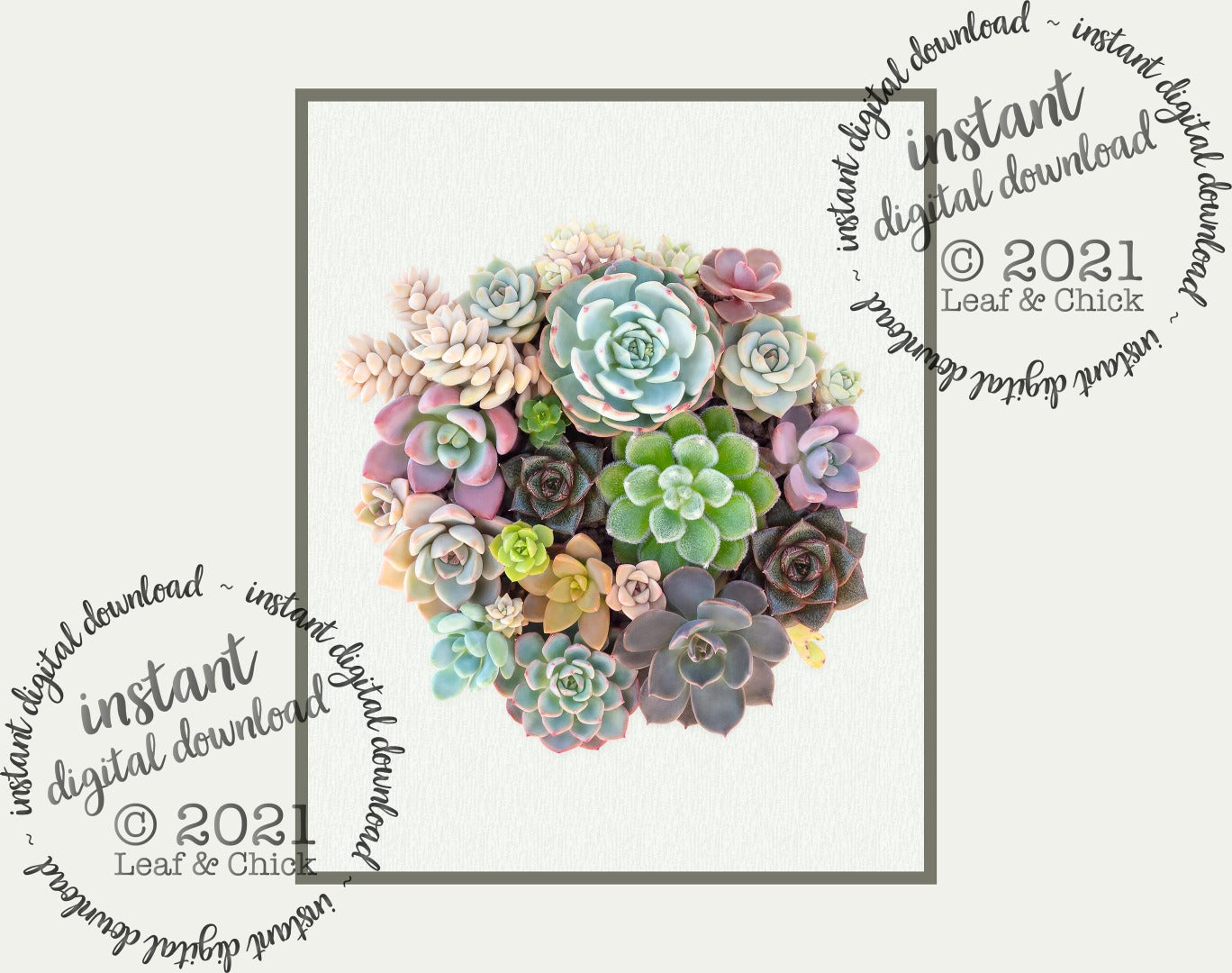 fresh bright succulent art