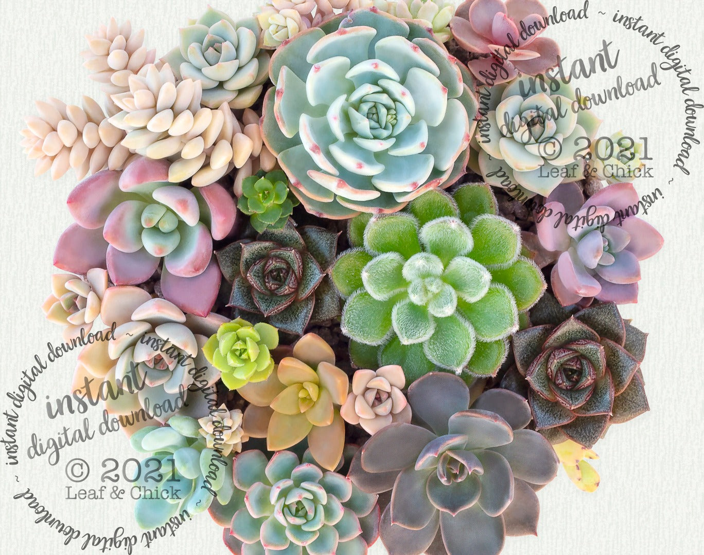close up of digital succulent art