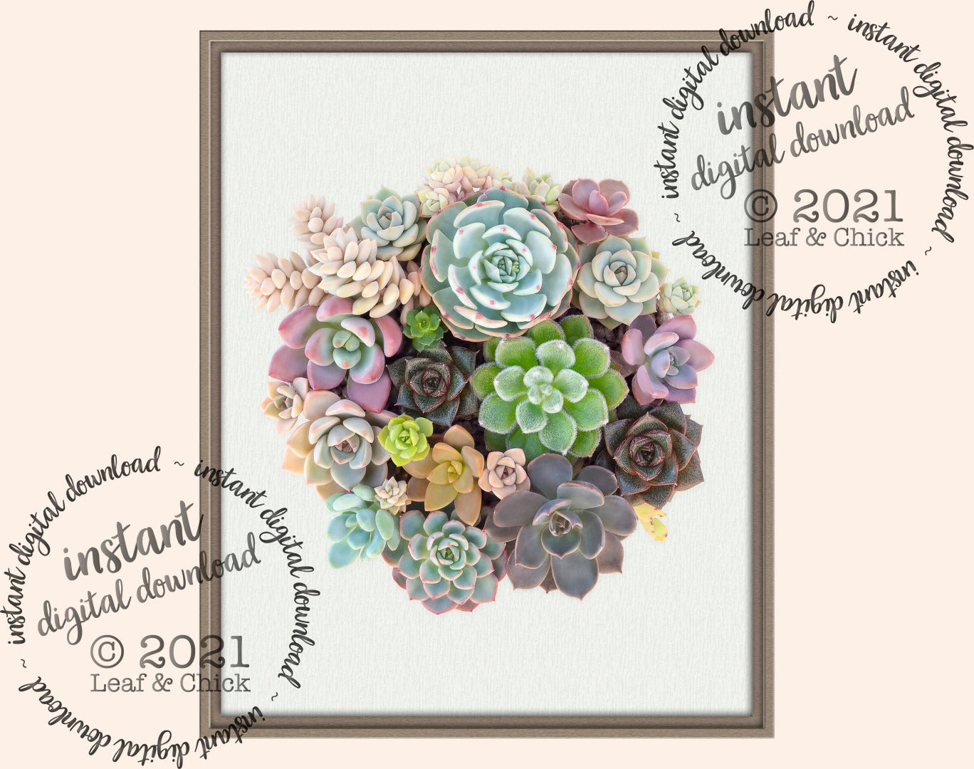 colourful succulents bowl decor