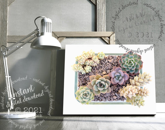 mock up of digital succulent art
