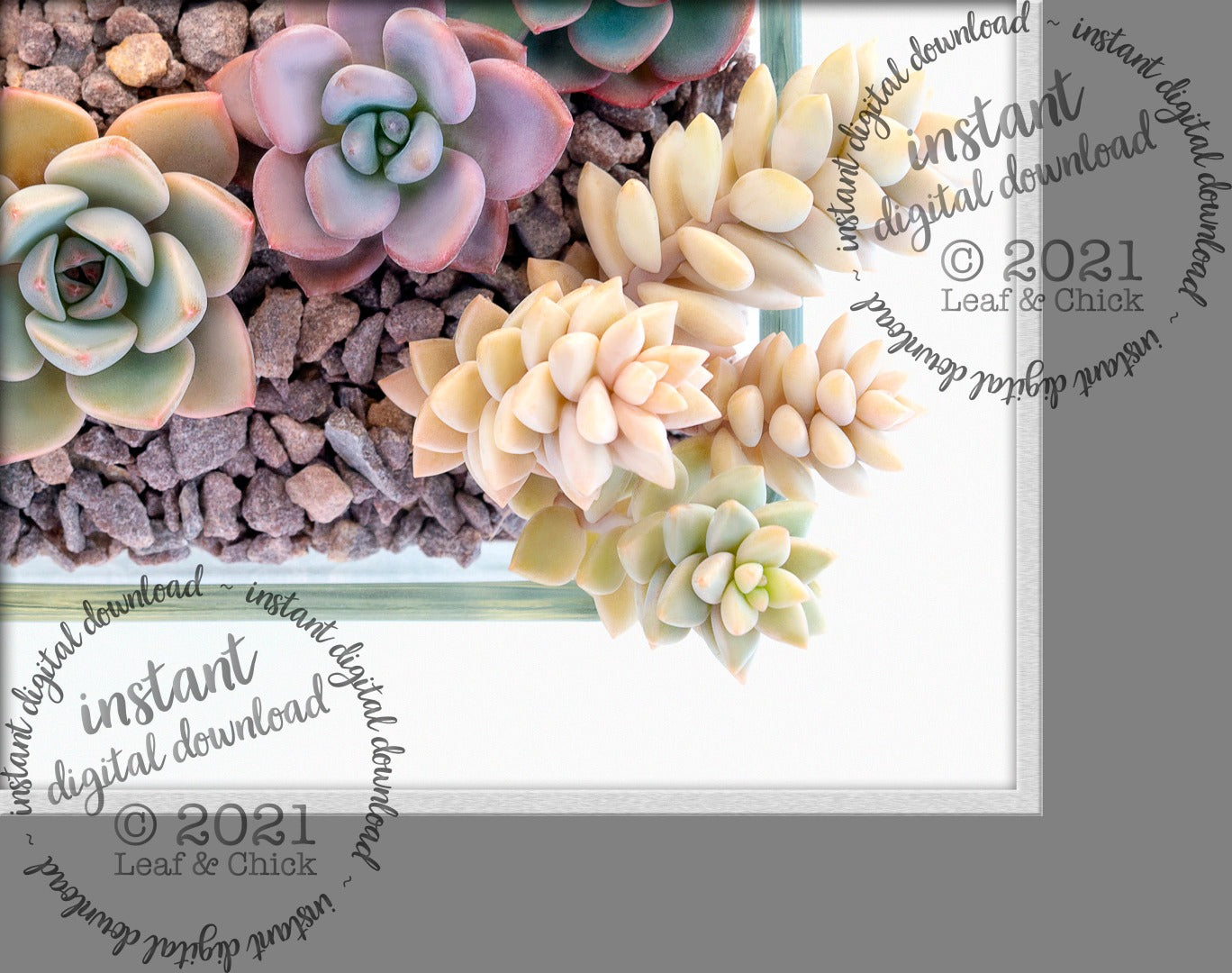 close up of bottom right corner of succulent bowl