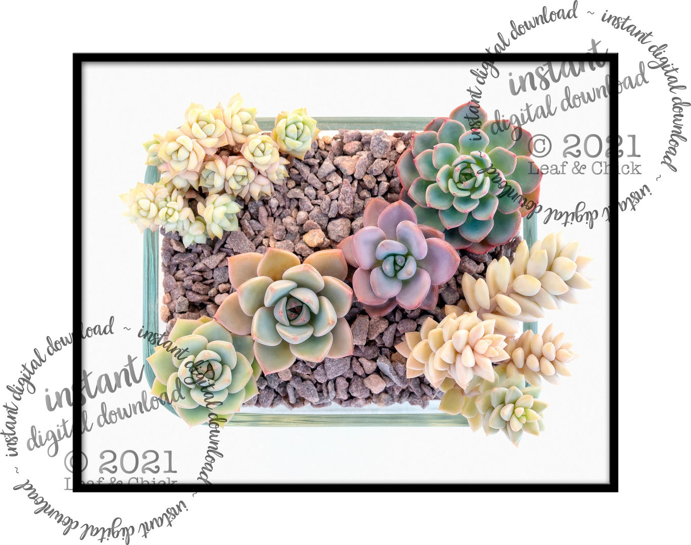 rectangle digital succulent art for download