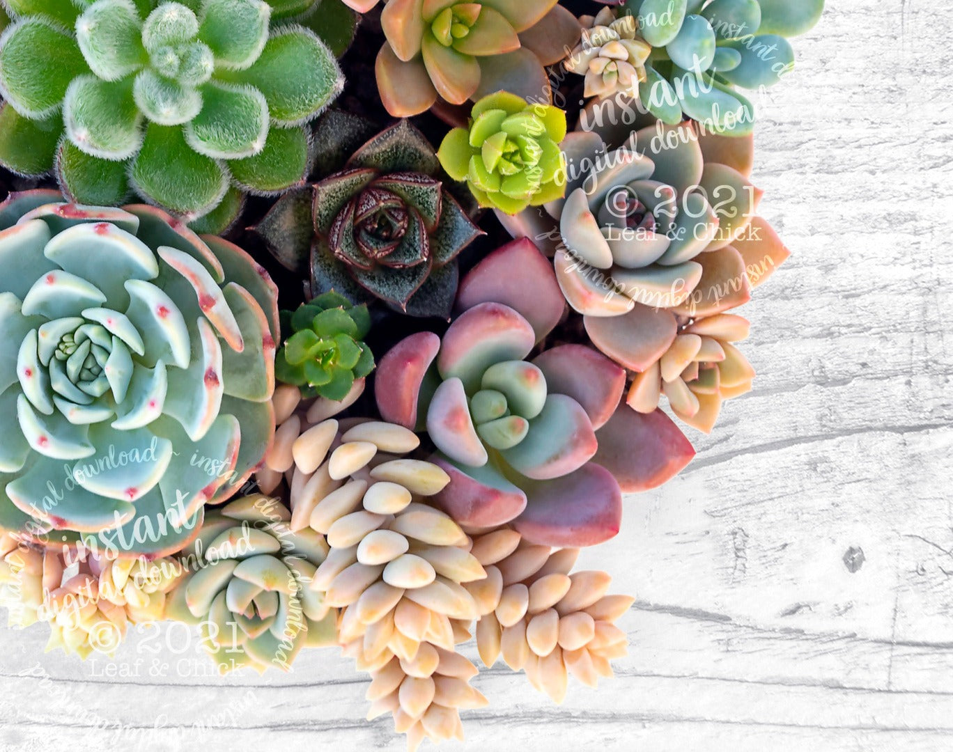 Echeveria Succulent Bowl | INSTANT DOWNLOAD | 1001