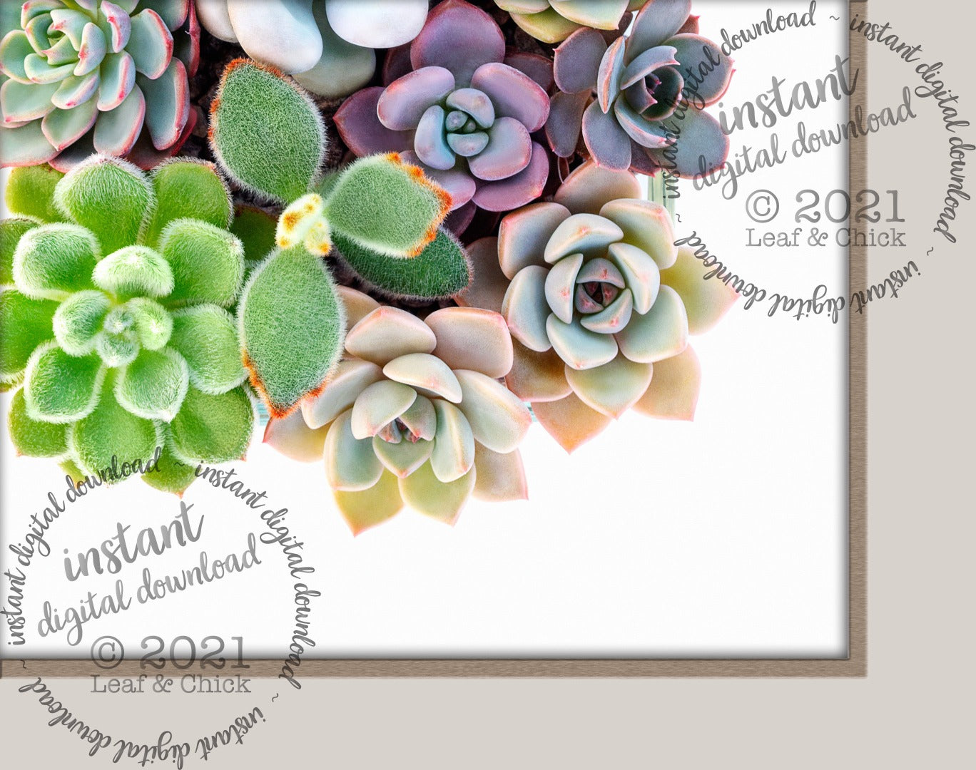 close up detail shot of succulent art