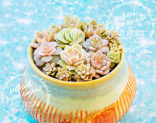 close up of stylized succulent art