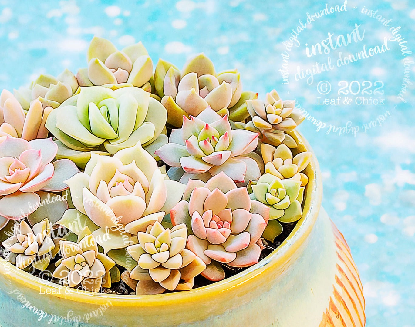 close up of stylized succulent art