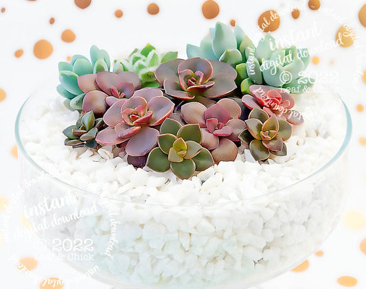 close up succulent art detail