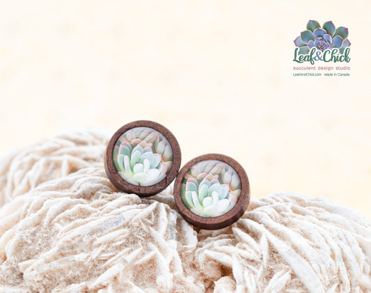 closeup of succulent art studs in wood
