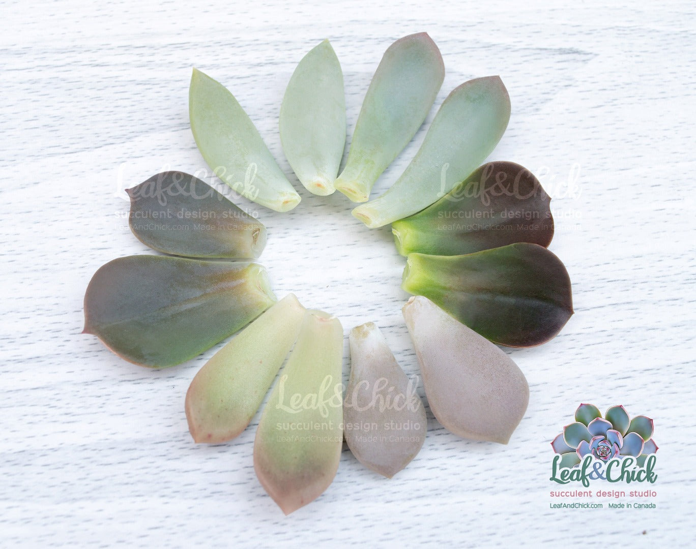 premium succulent leaves by Leaf & Chick