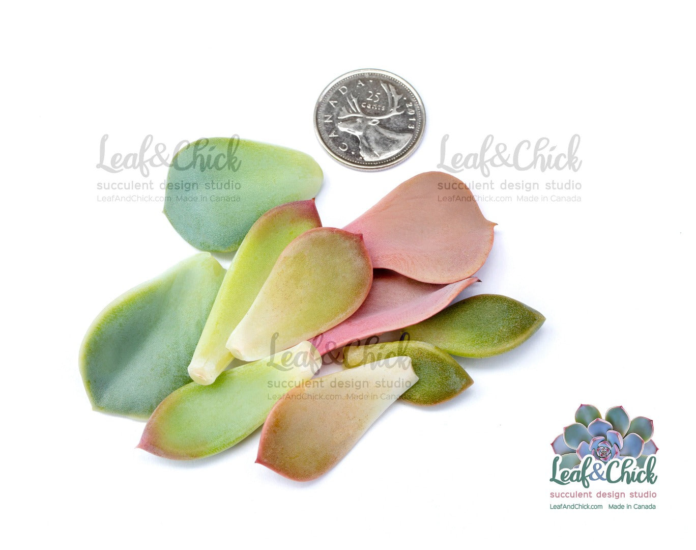a quarter for leaf size comparison 
