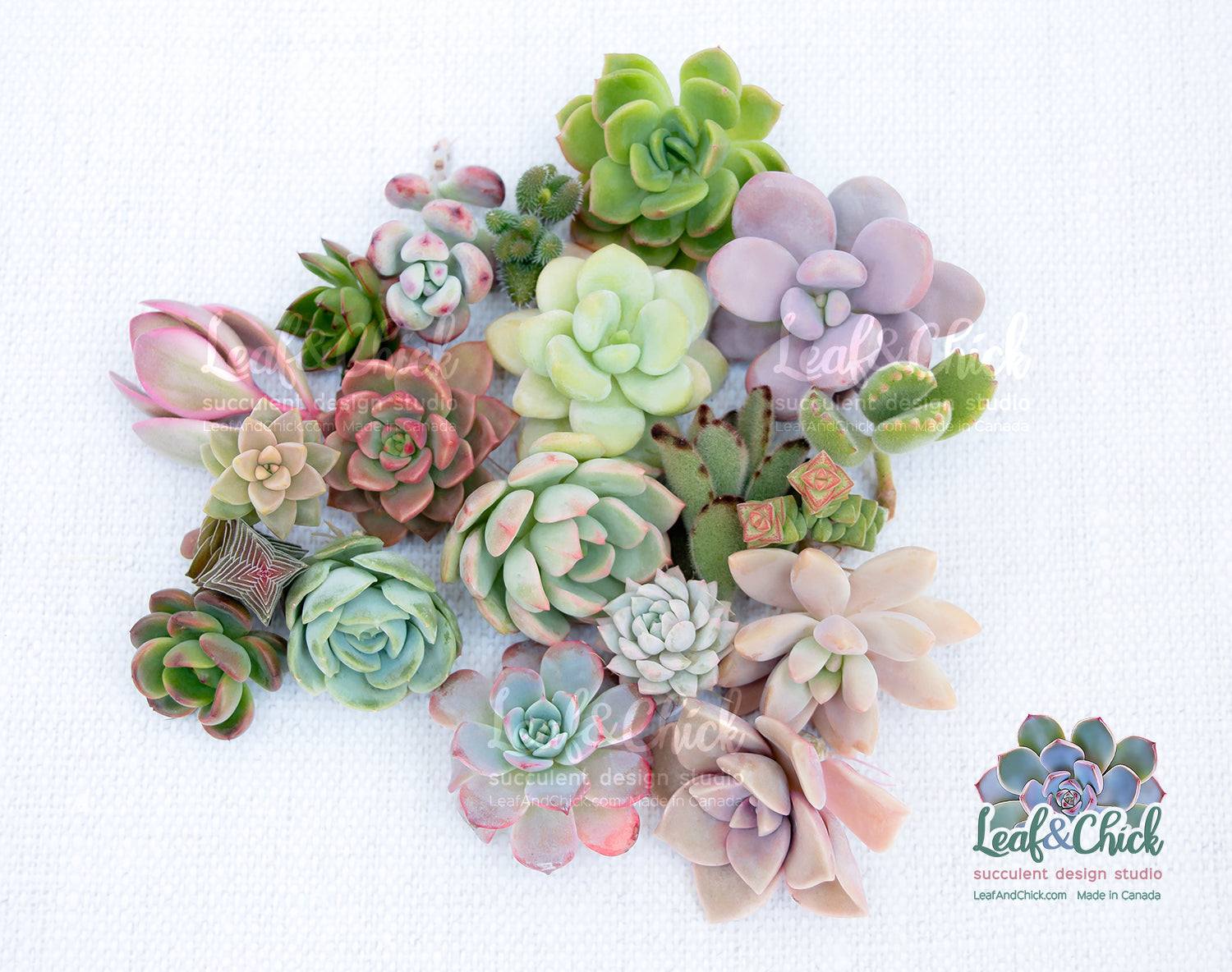 Collection of colorful succulents arranged in a circular pattern on a white background, with 'Leaf & Chick' branding.