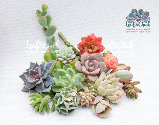 Colorful succulents arranged in a circular pattern on a light gray background with 'Leaf & Chick' branding.