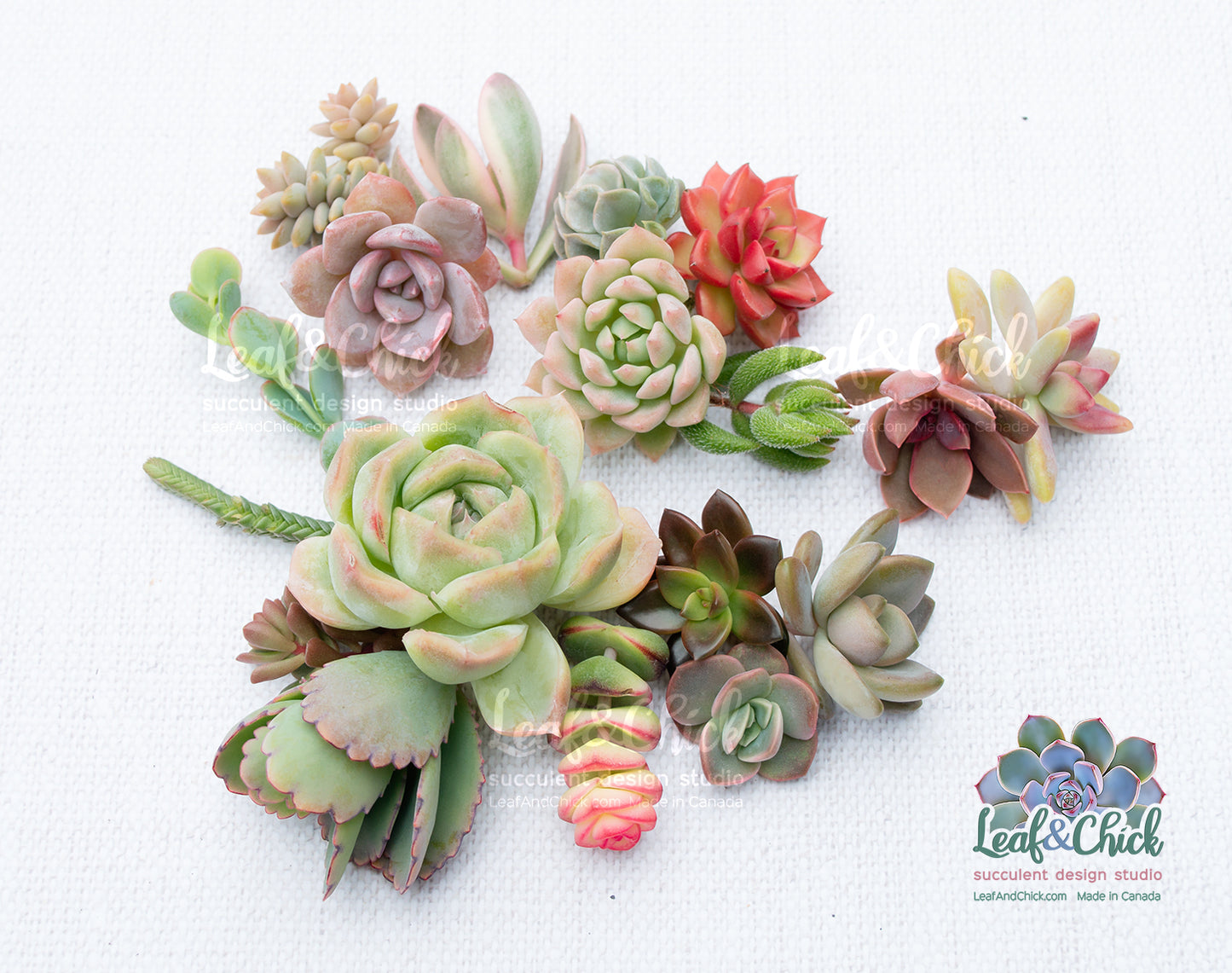 18+ Succulent Cuttings