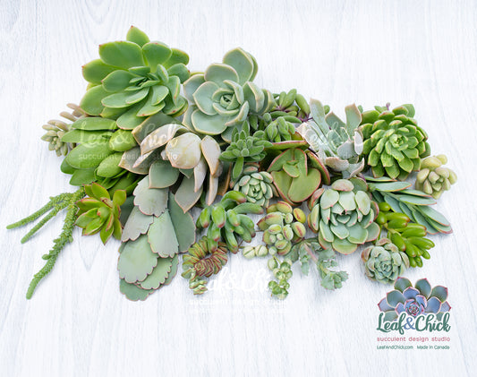 A collection of various succulent plants arranged in a flat-lay on a white wood-textured background, with the 'Leaf & Chick' brand logo in the bottom right corner.