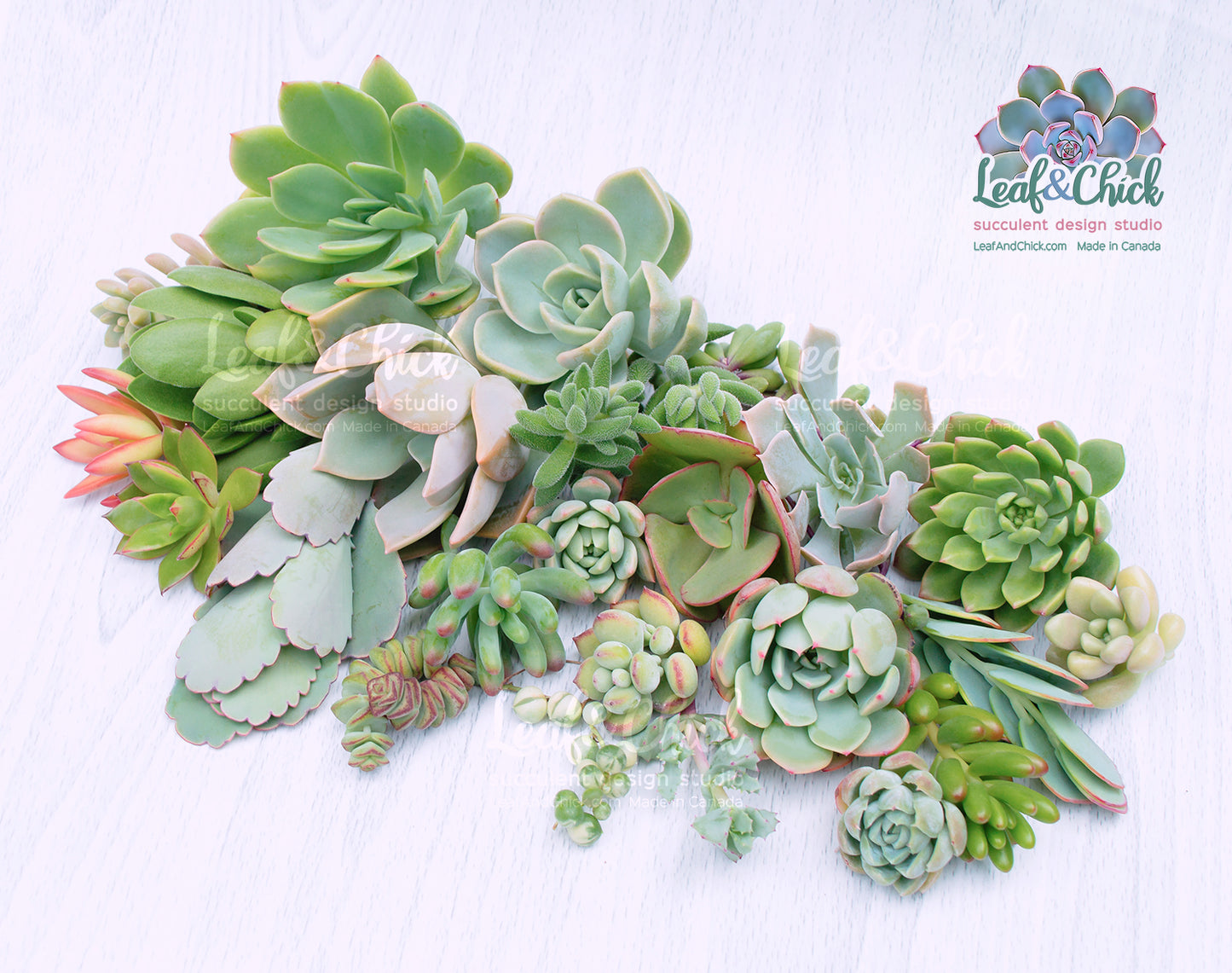 24 Succulent Cuttings