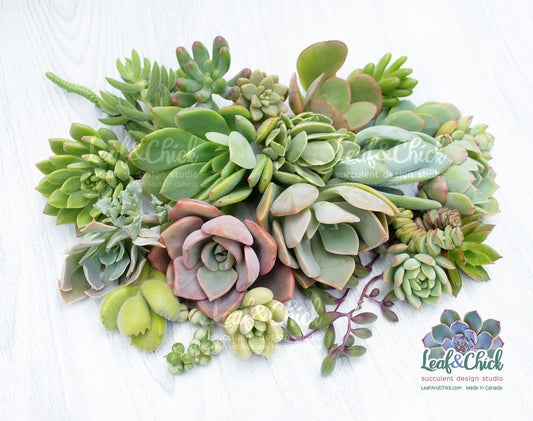 A collection of various green and pinkish-green succulent plants arranged on a white wood-textured background, with a 'Leaf & Chick' brand logo overlay in the bottom right corner.