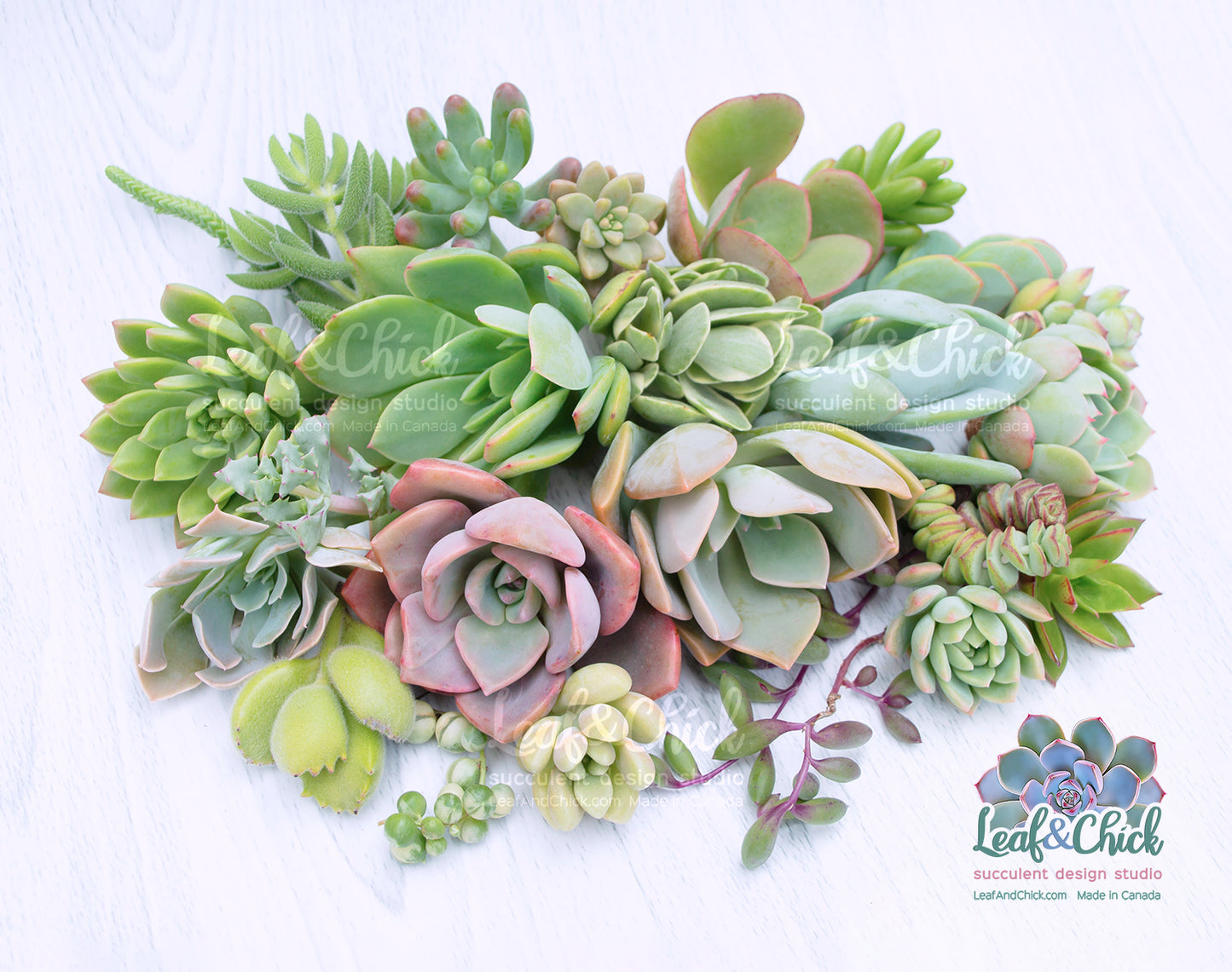 24 Succulent Cuttings
