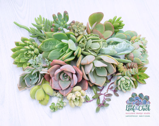 24 Succulent Cuttings