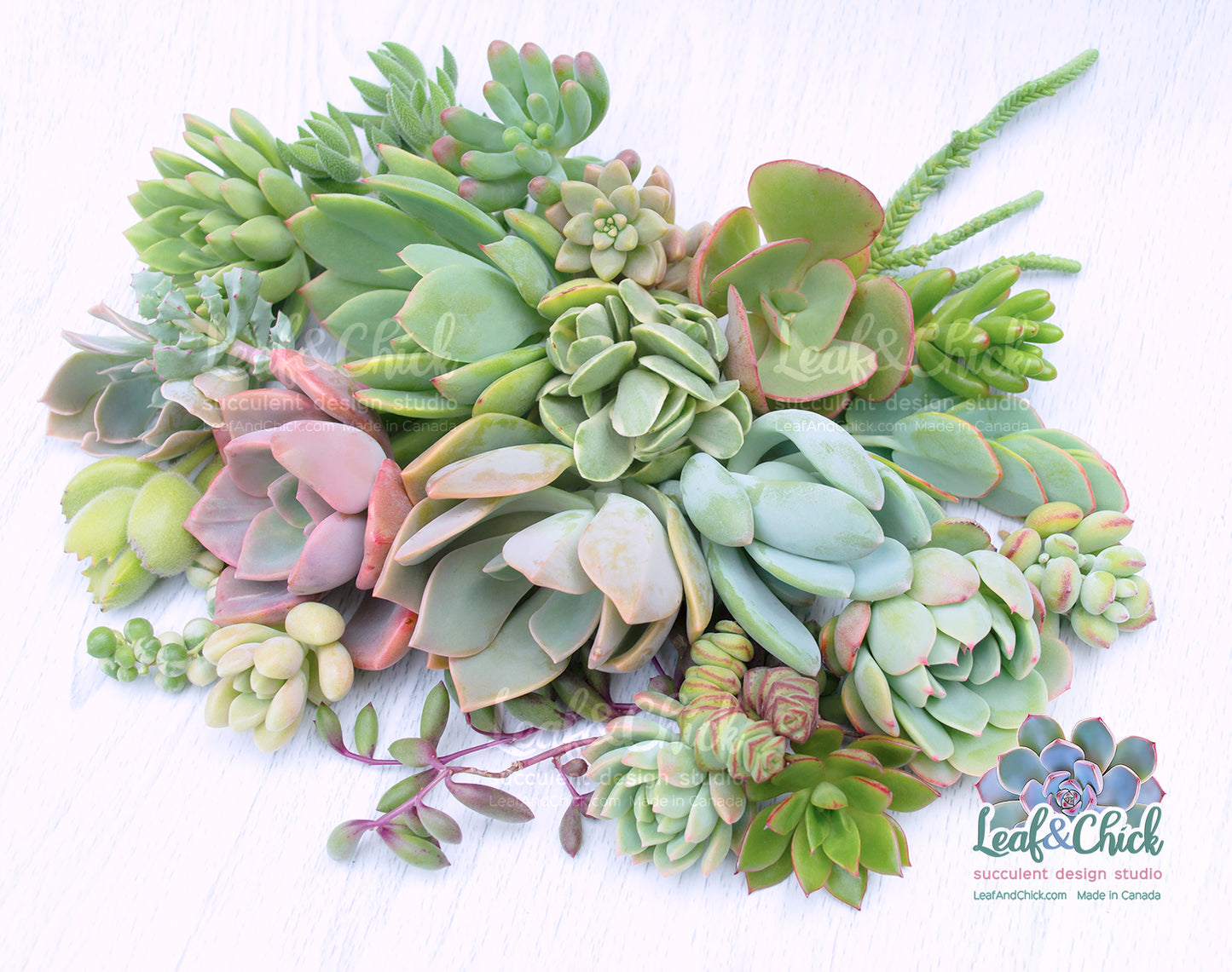 24 Succulent Cuttings